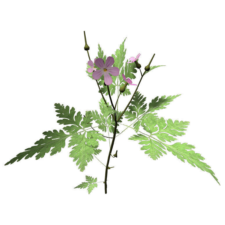XfrogPlants Herb Robert 3D model_2