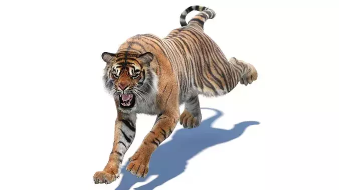 Animated Tiger with Fur
