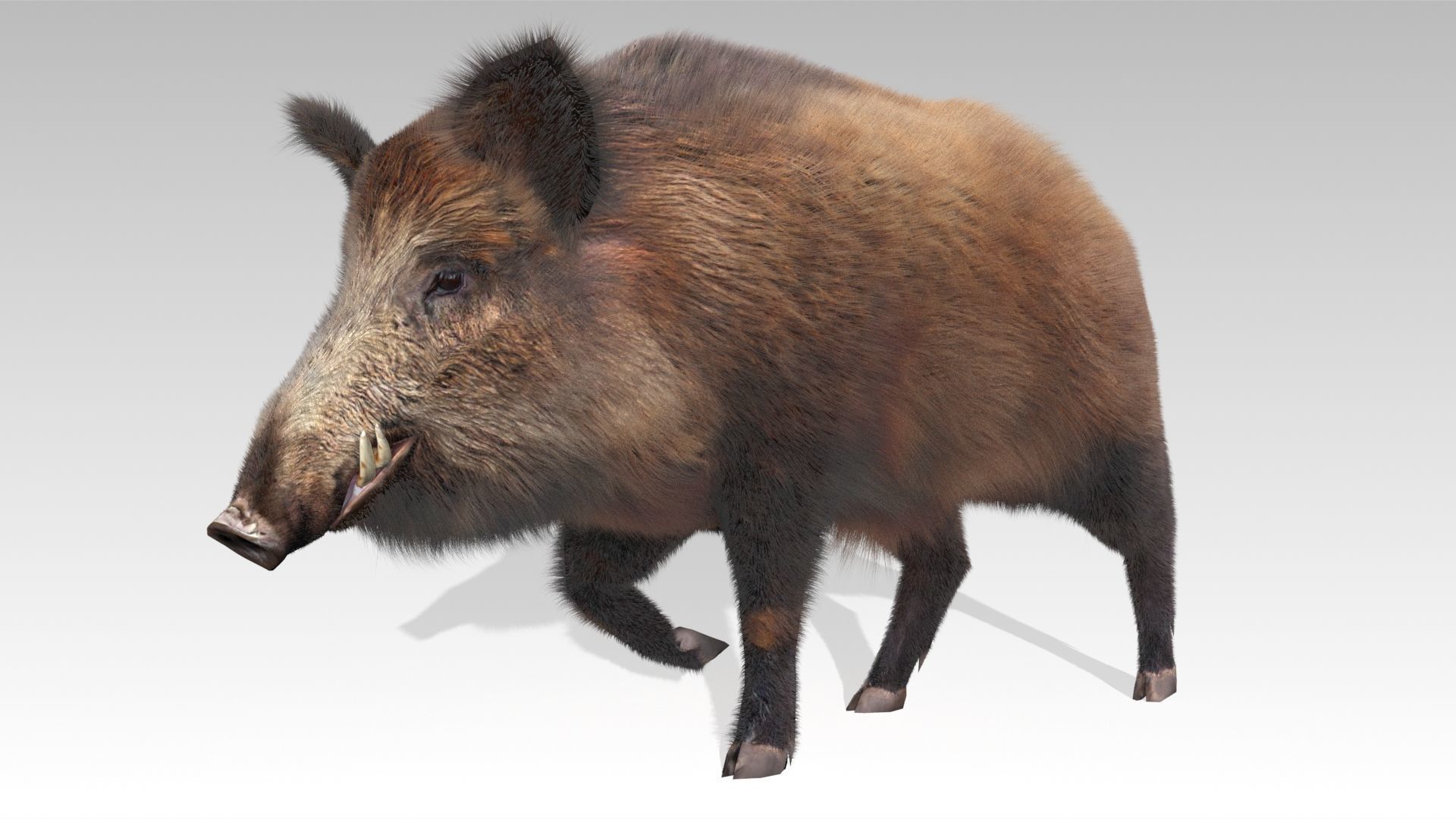 Wild boar Animated Low-poly 3D model_4
