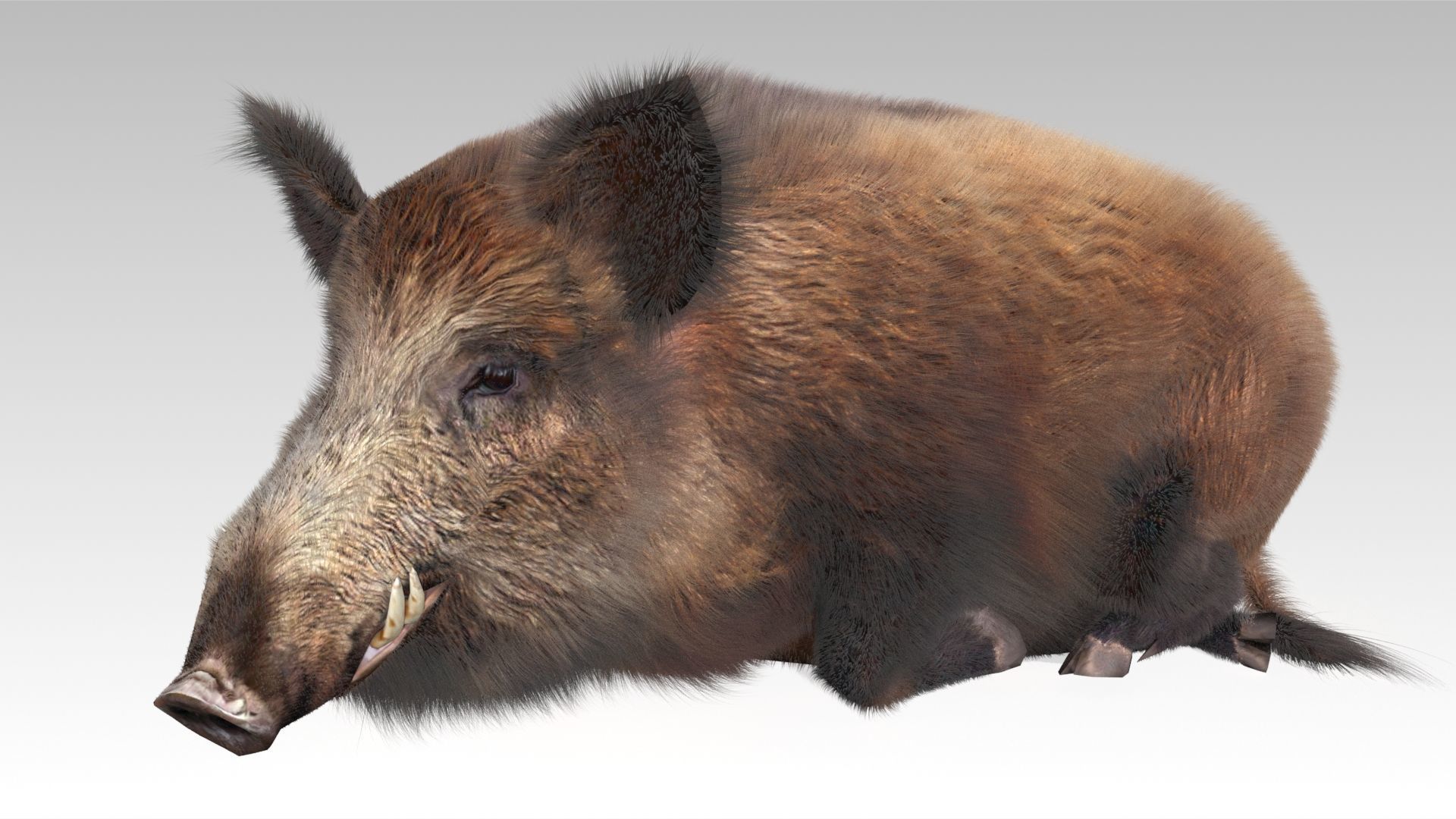 Wild boar Animated Low-poly 3D model_7