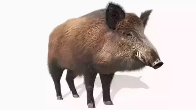 Wild boar Animated Low-poly 3D model