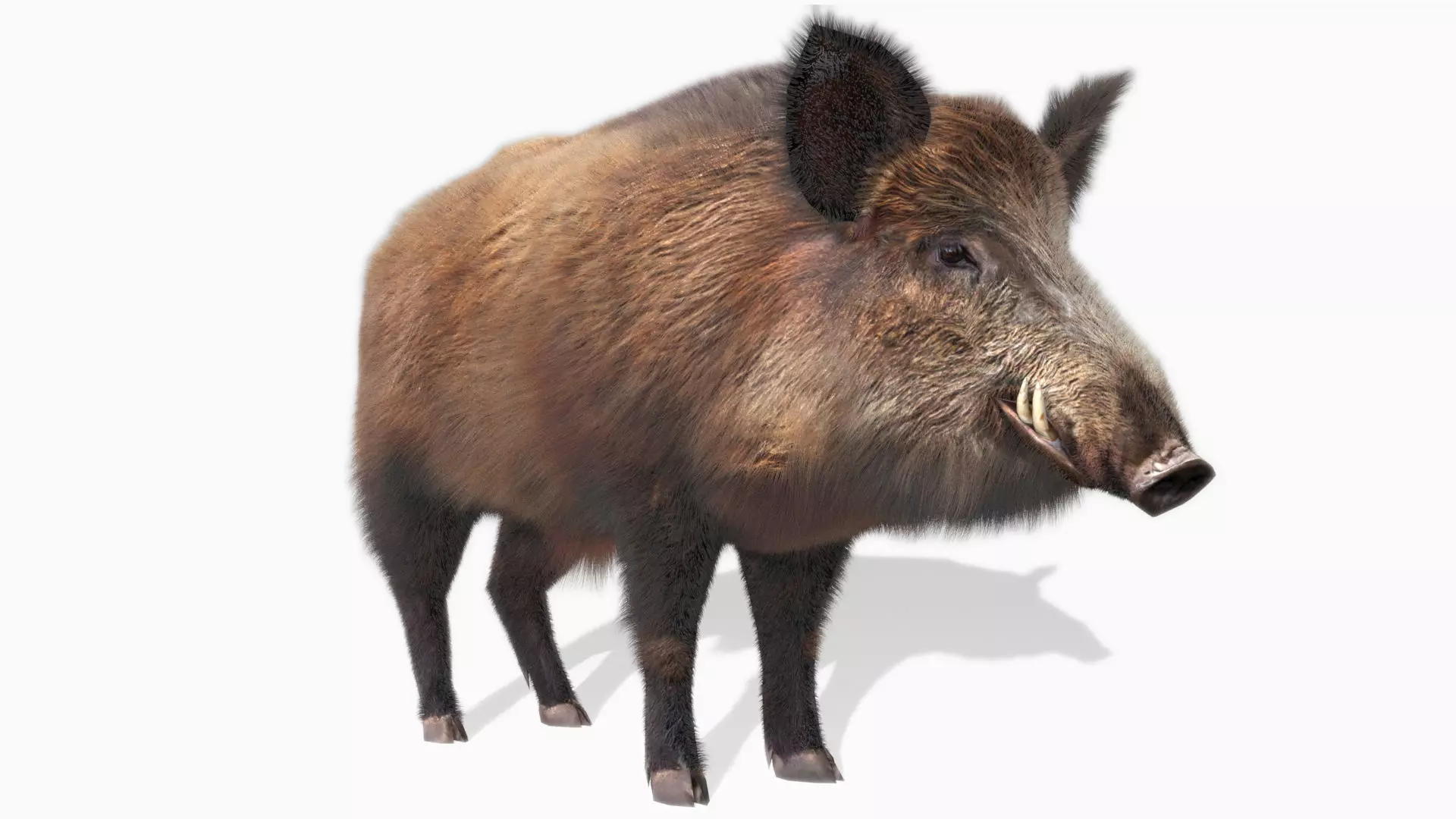 Wild boar Animated Low-poly 3D model_0