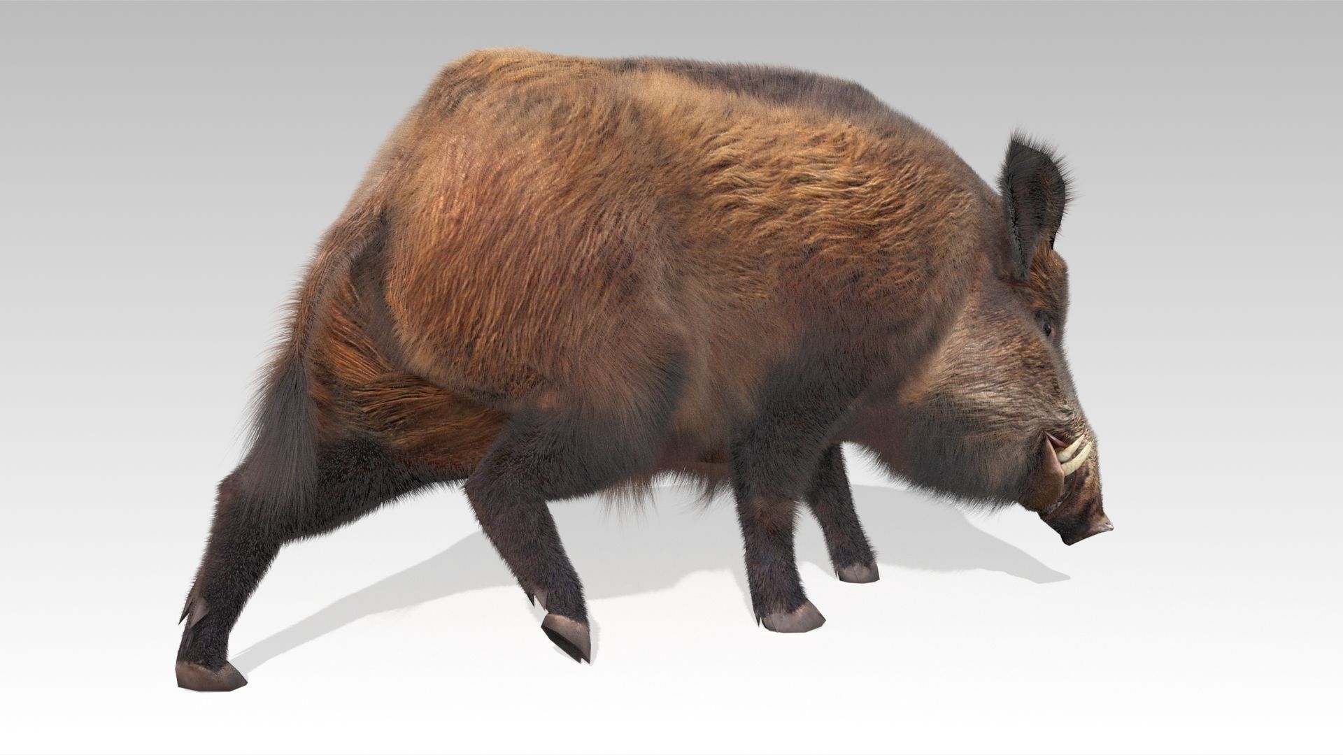 Wild boar Animated Low-poly 3D model_8