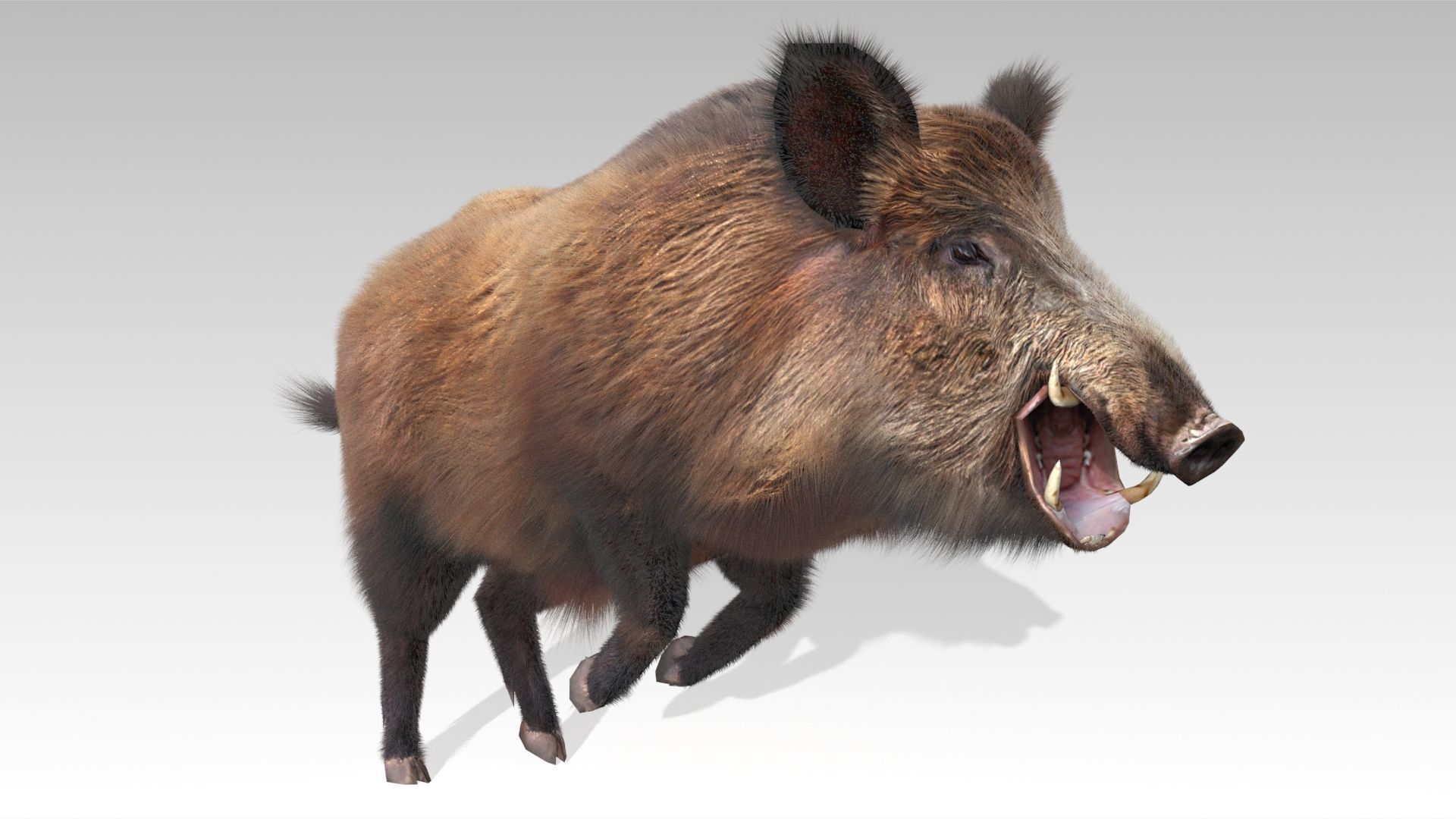 Wild boar Animated Low-poly 3D model_5
