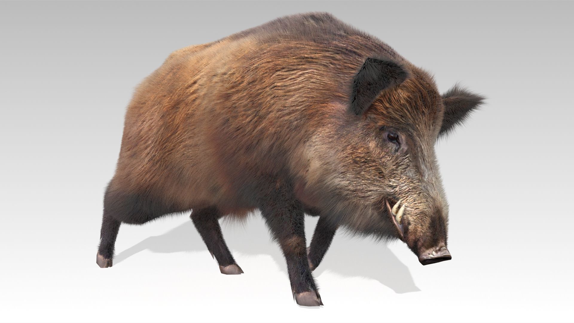 Wild boar Animated Low-poly 3D model_9