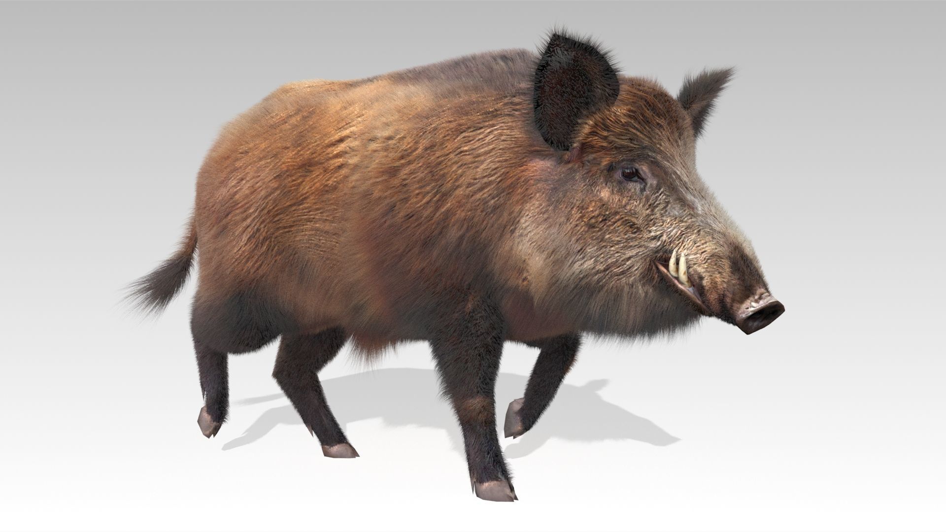 Wild boar Animated Low-poly 3D model_6