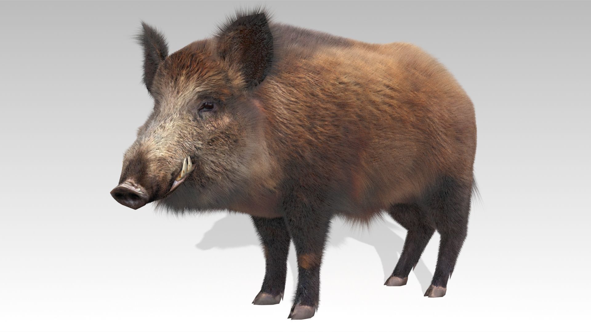 Wild boar Animated Low-poly 3D model_3