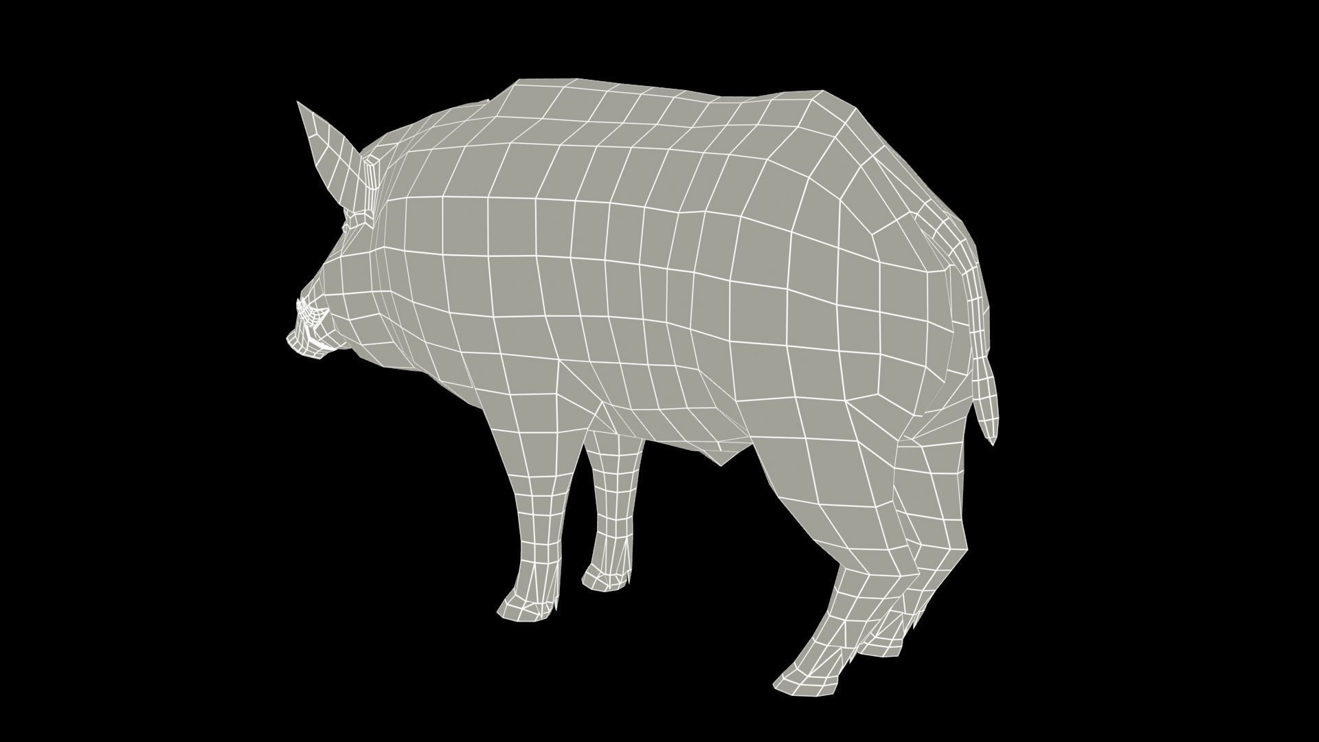 Wild boar Animated Low-poly 3D model_12
