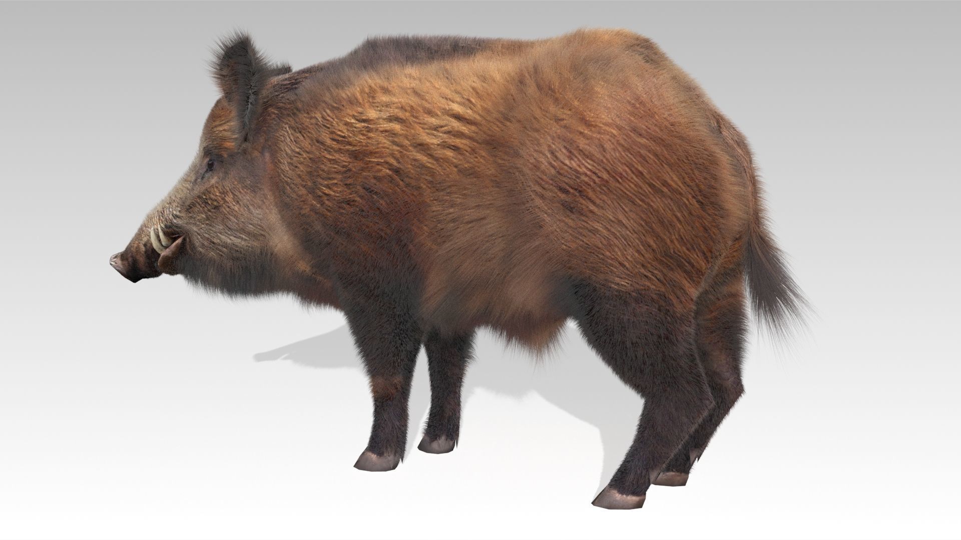 Wild boar Animated Low-poly 3D model_10