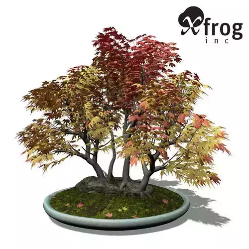 XfrogPlants Japanese Maple - Bonsai