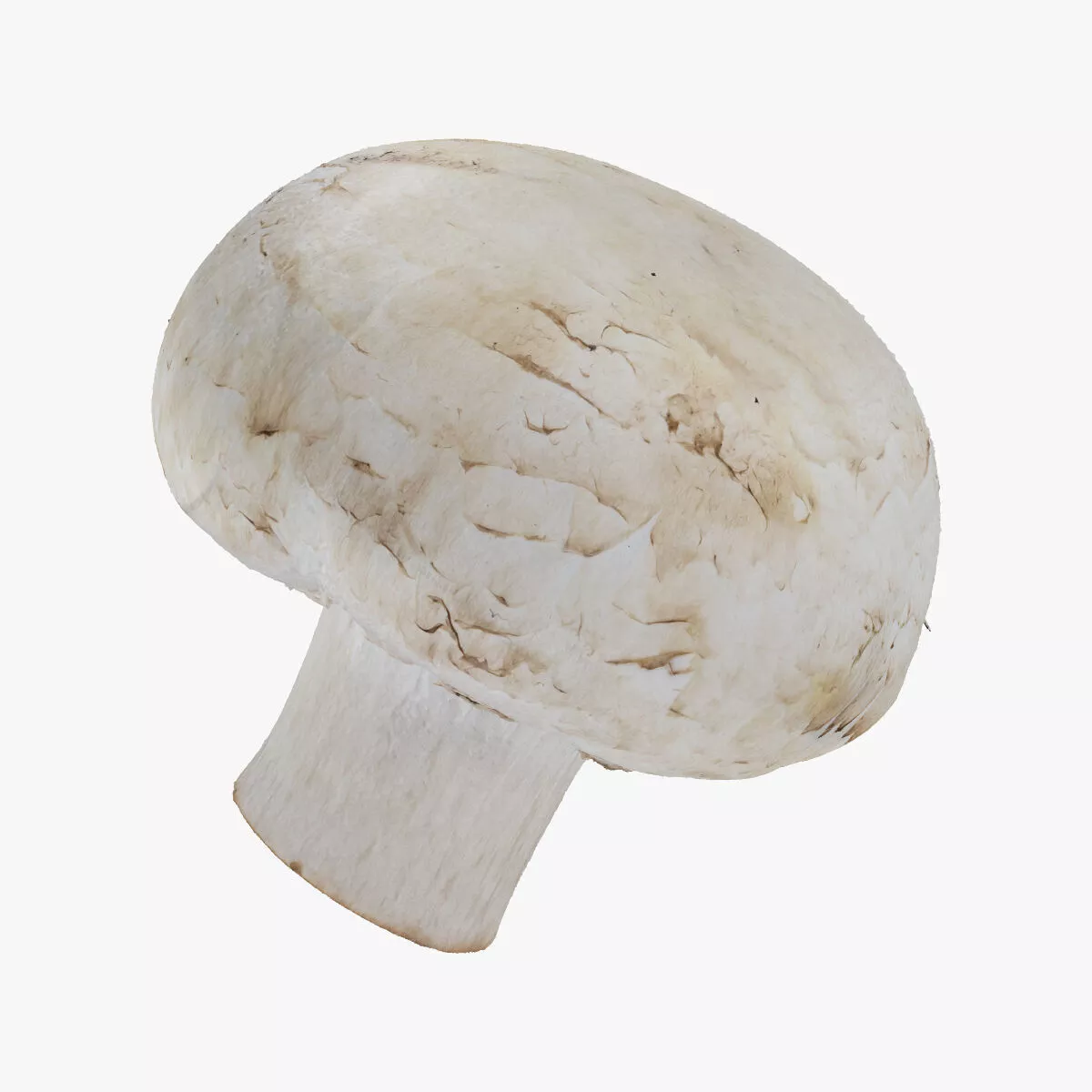 White Button Mushroom 05 RAW SCAN 3D model