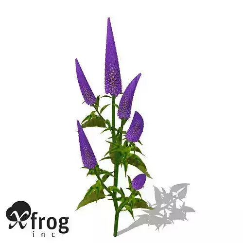 XfrogPlants Gooseneck Loosestrife