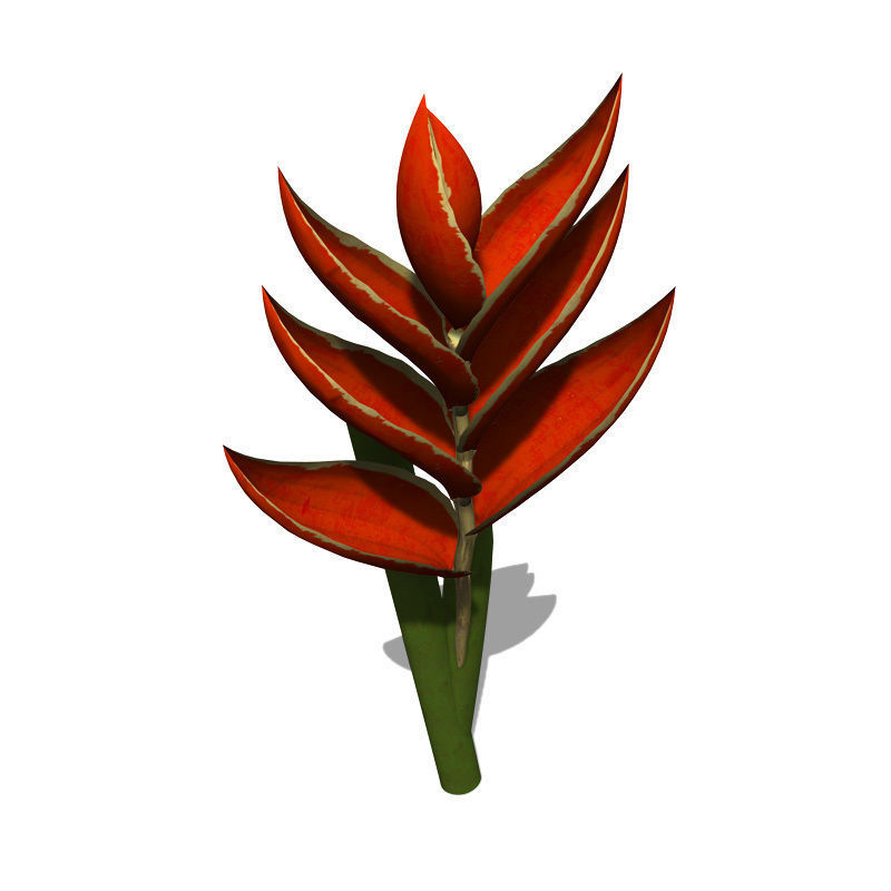 XfrogPlants Fire Bird 3D model_1