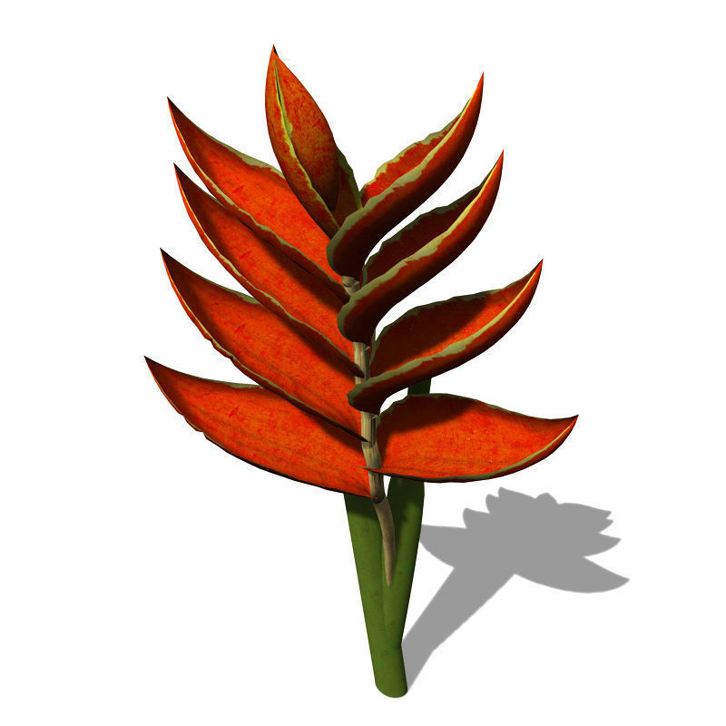 XfrogPlants Fire Bird 3D model_2