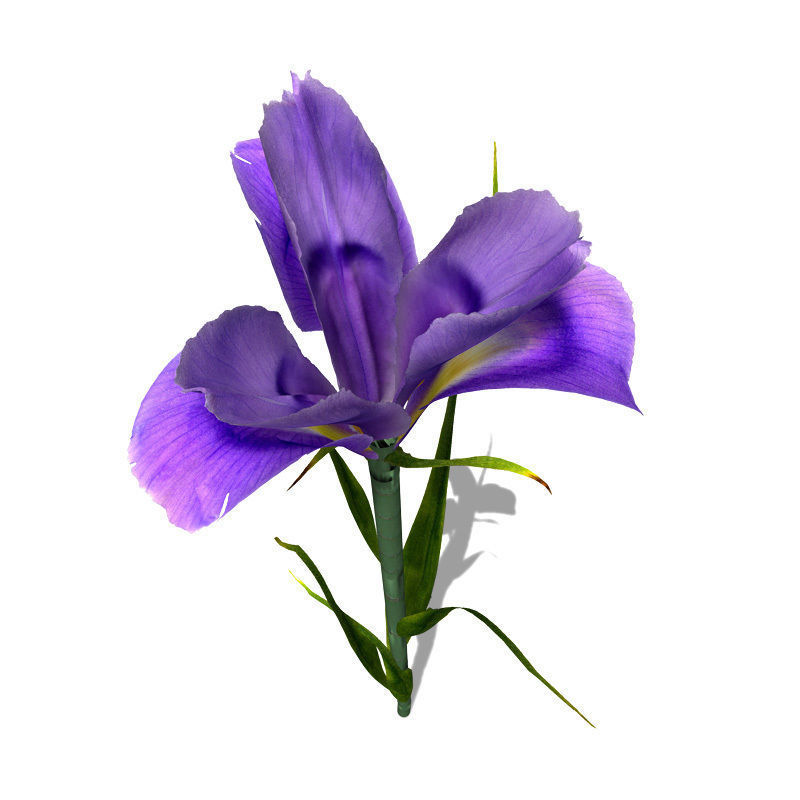 XfrogPlants Dutch Iris 3D model_1