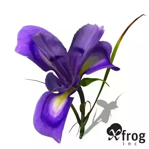 XfrogPlants Dutch Iris 3D model
