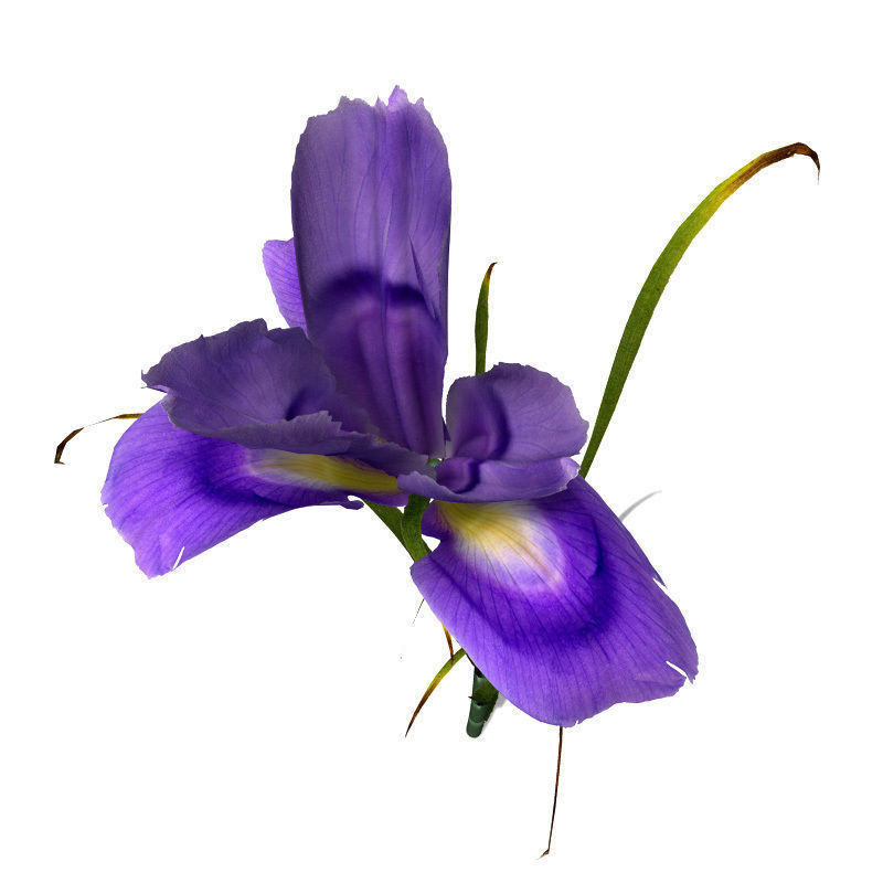XfrogPlants Dutch Iris 3D model_2