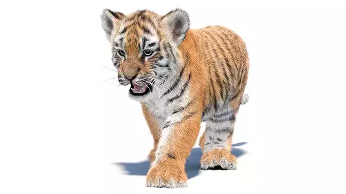 Animated Tiger Cub with Groomed Hair