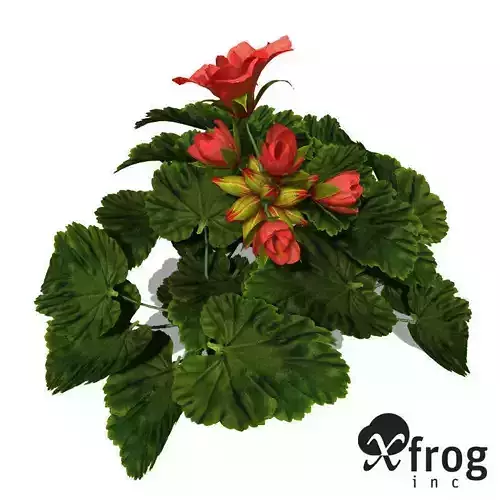 XfrogPlants Geranium 3D model