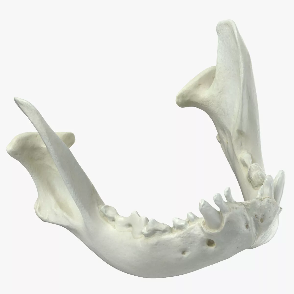 French Bulldog Jaw 01 3D model