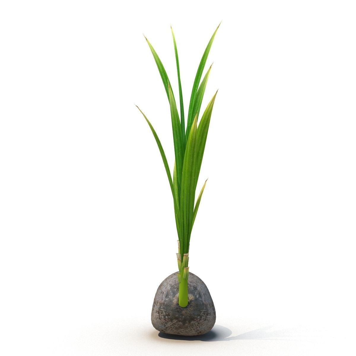 Sprout of coconut 3D model_7