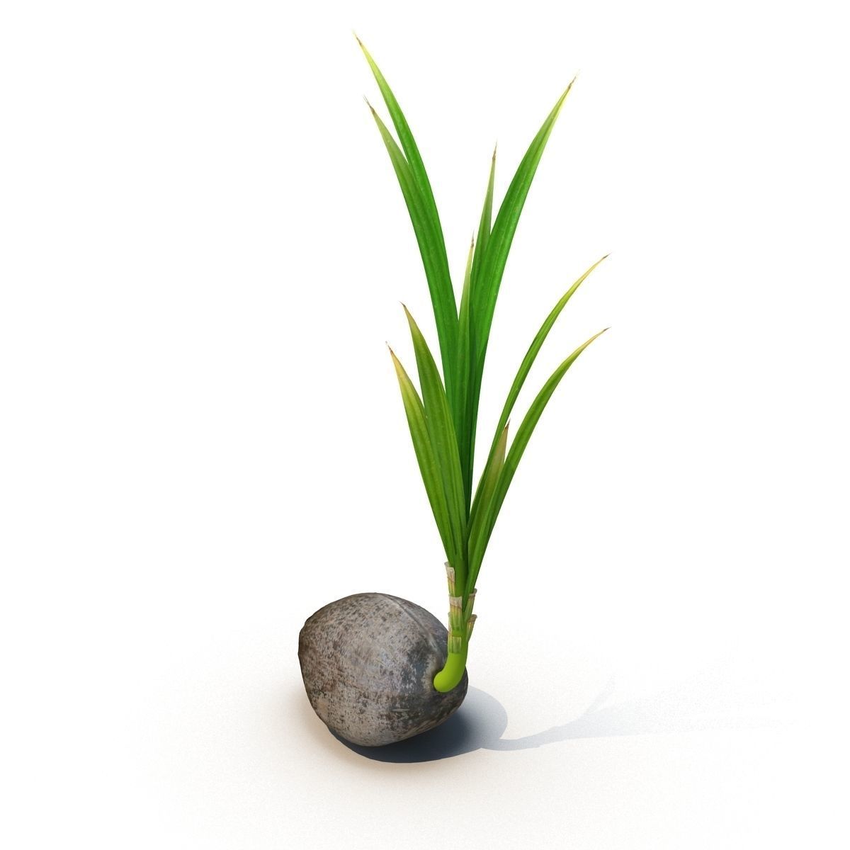 Sprout of coconut 3D model_1
