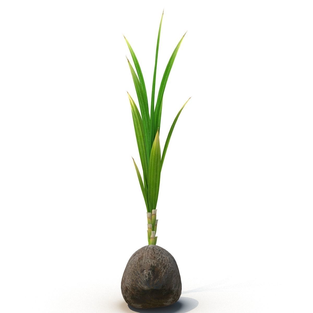 Sprout of coconut 3D model_6