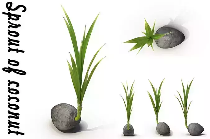 Sprout of coconut