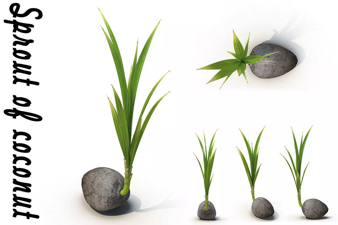 Sprout of coconut 3D model_0