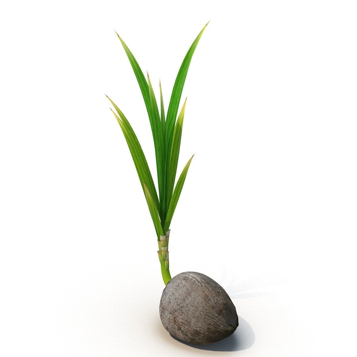 Sprout of coconut 3D model_5