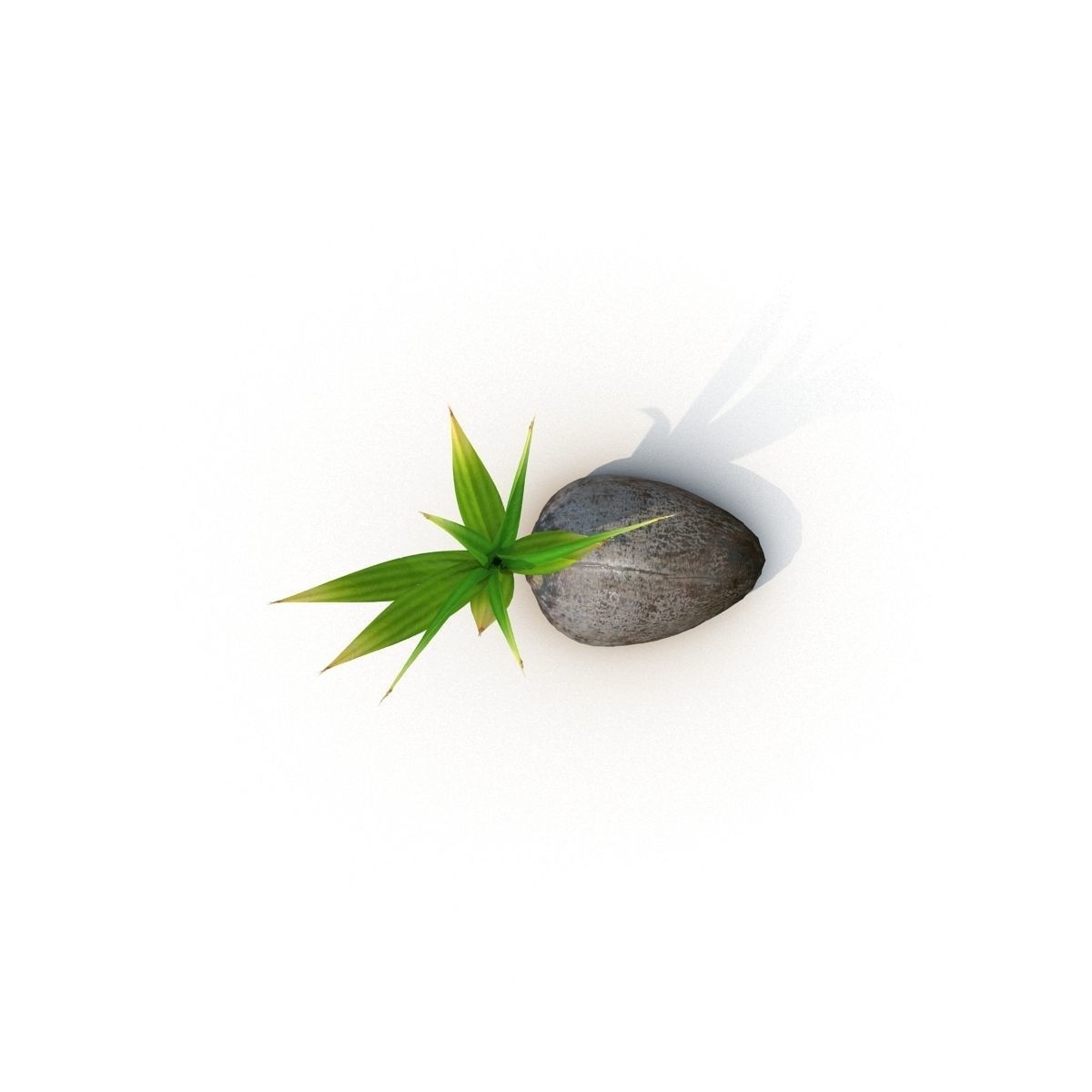 Sprout of coconut 3D model_4