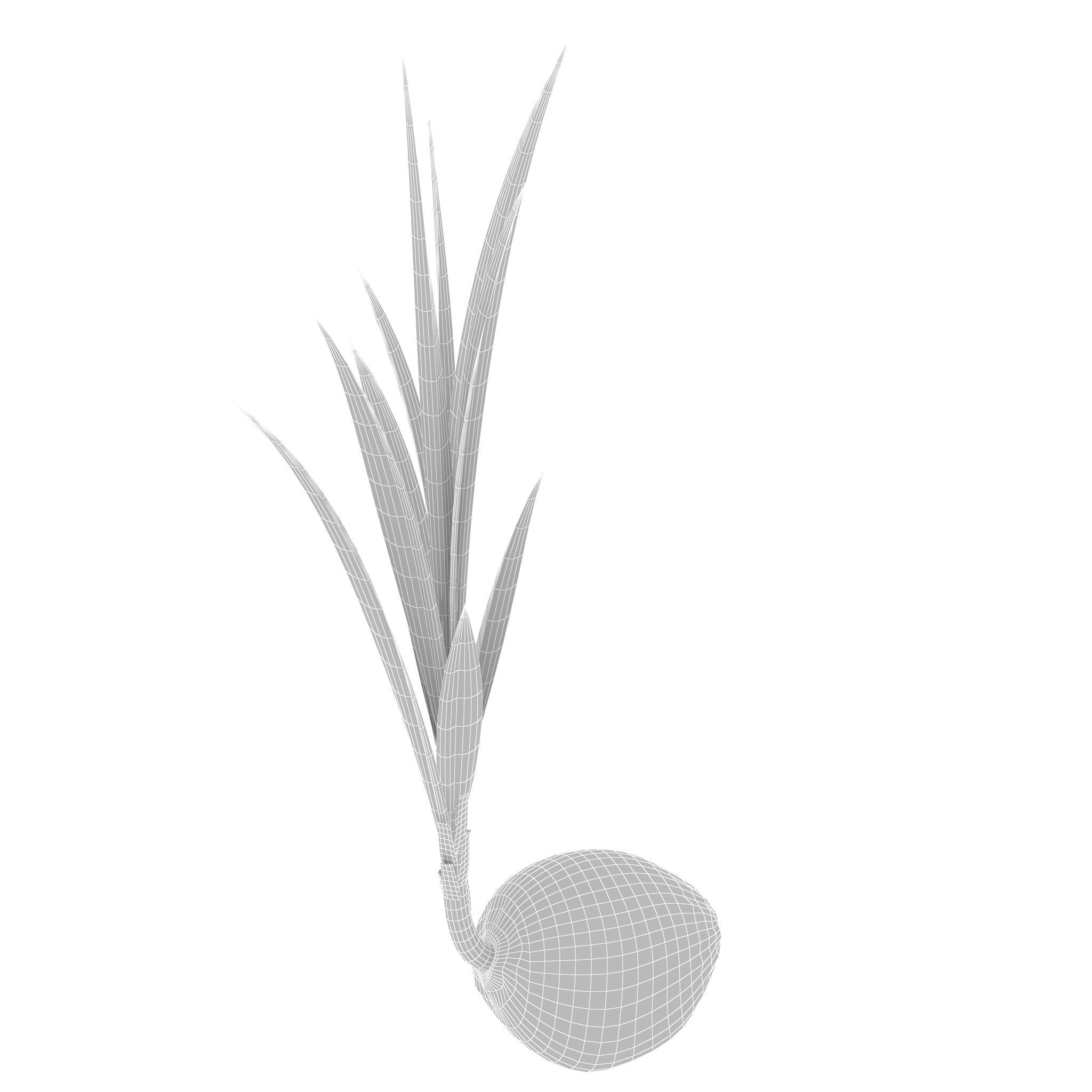 Sprout of coconut 3D model_10