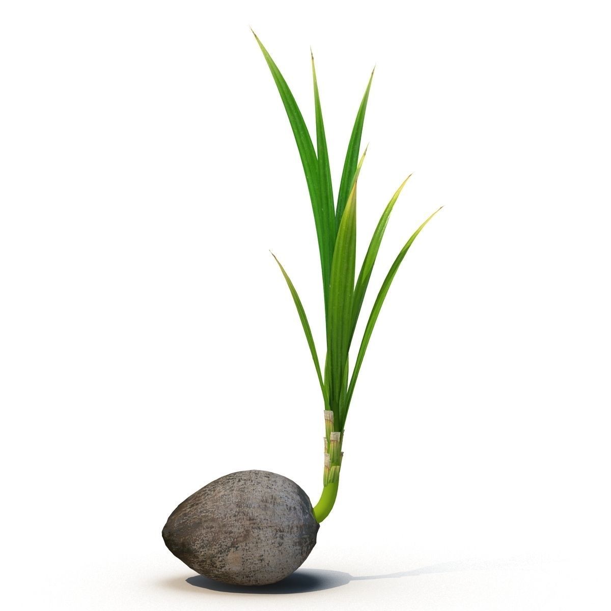 Sprout of coconut 3D model_3