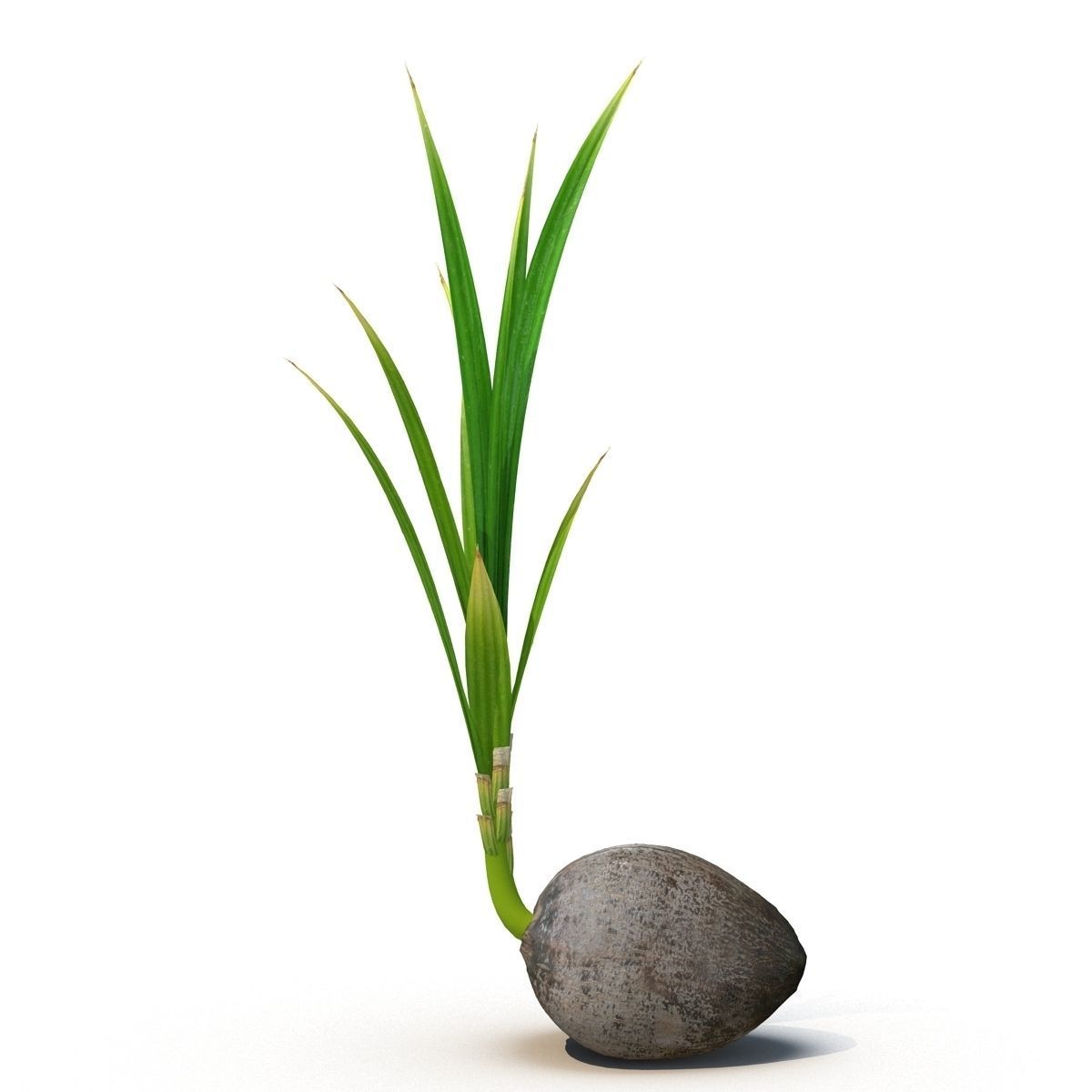 Sprout of coconut 3D model_2