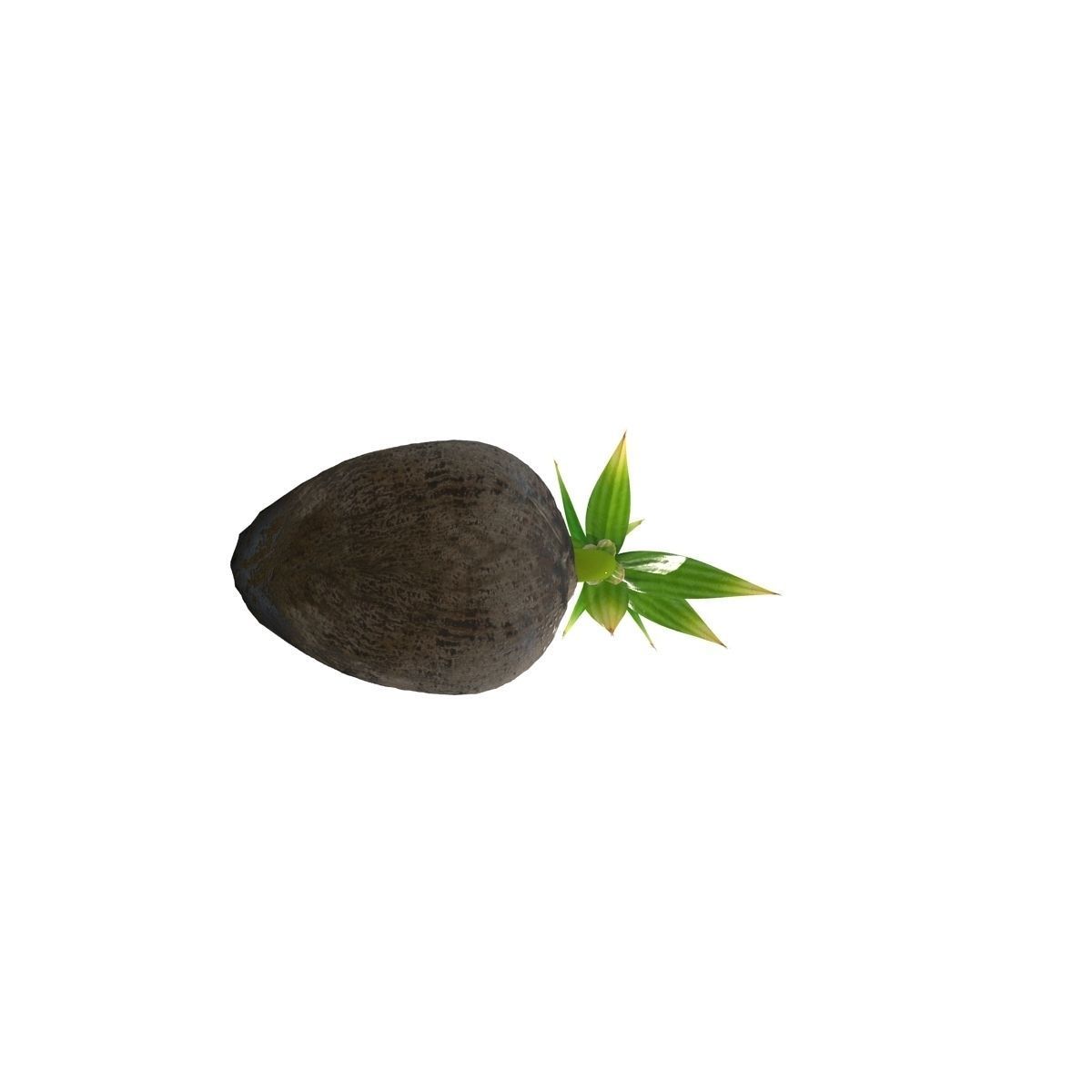 Sprout of coconut 3D model_8