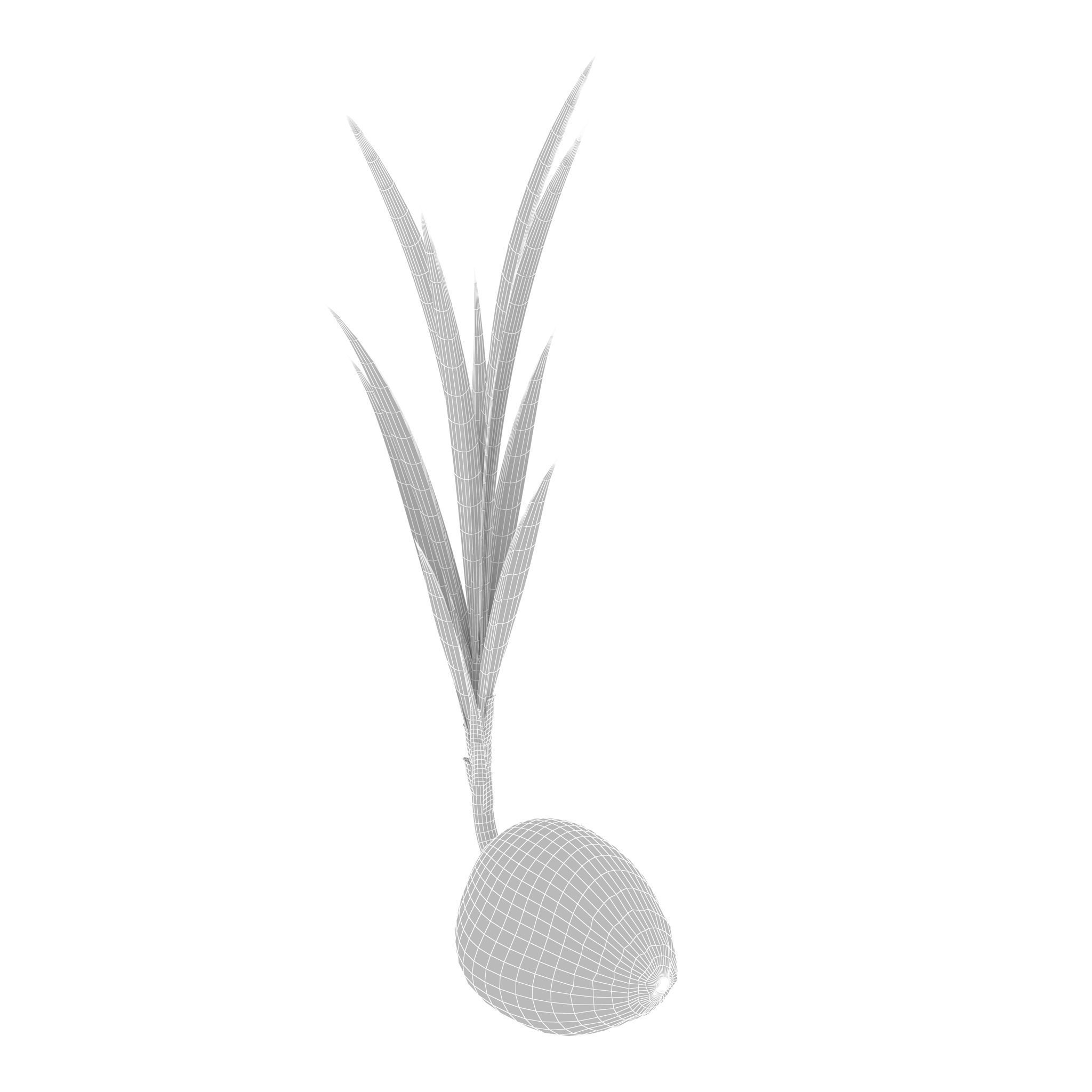 Sprout of coconut 3D model_9