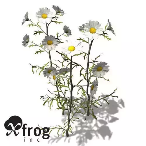 XfrogPlants German Chamomile