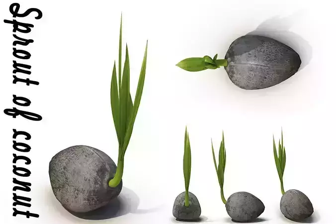Sprout of coconut  1