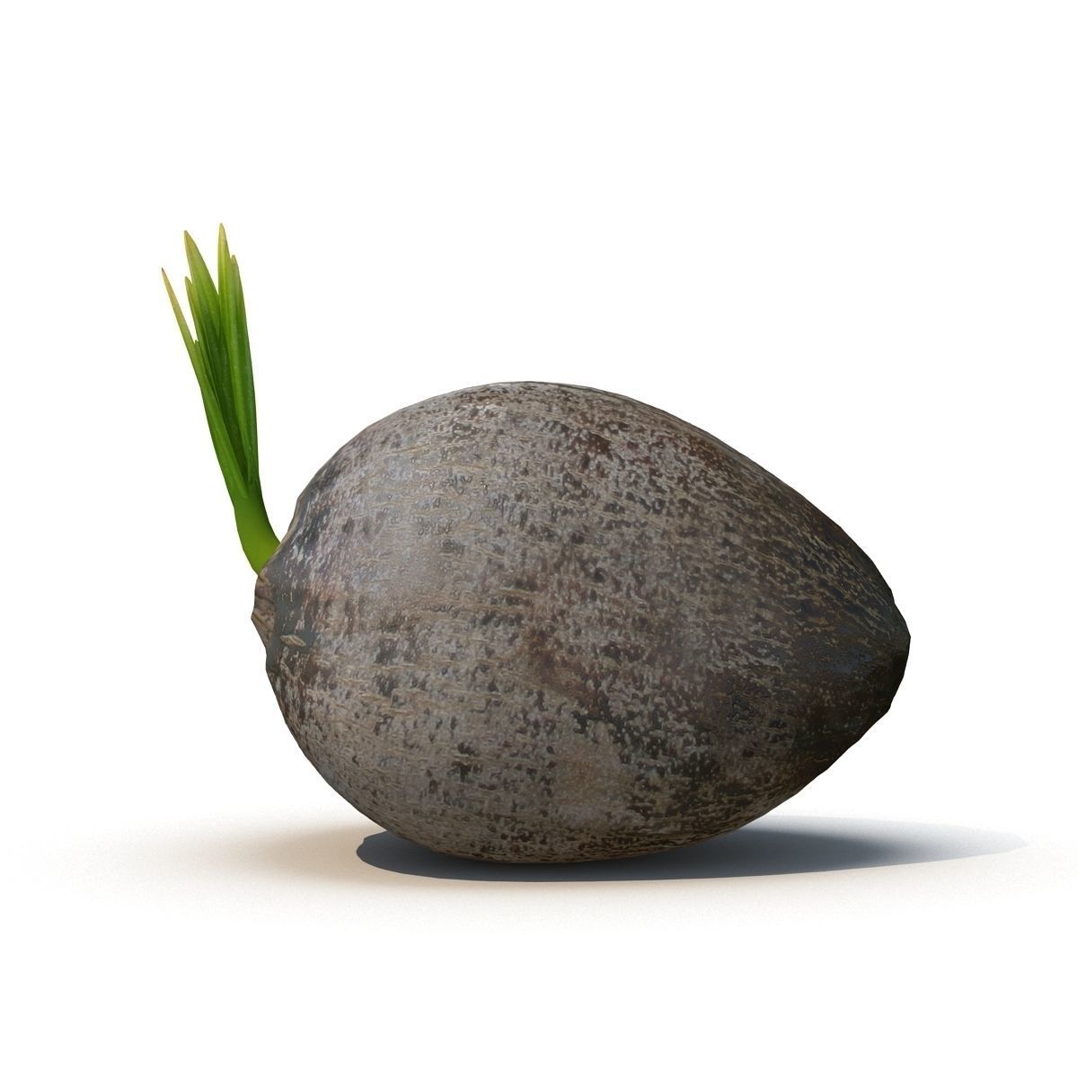 Sprout of coconut  2 3D model_3