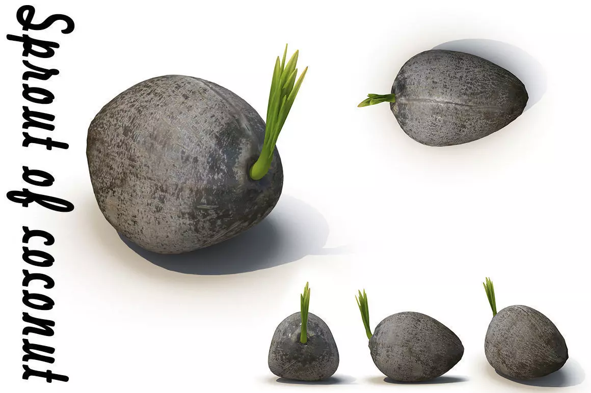 Sprout of coconut  2 3D model_0