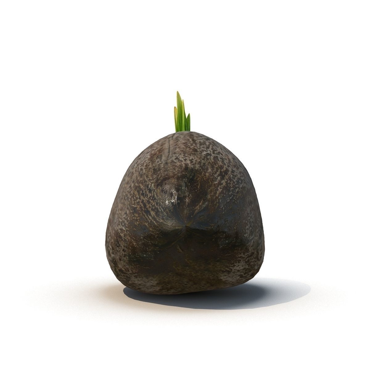 Sprout of coconut  2 3D model_5