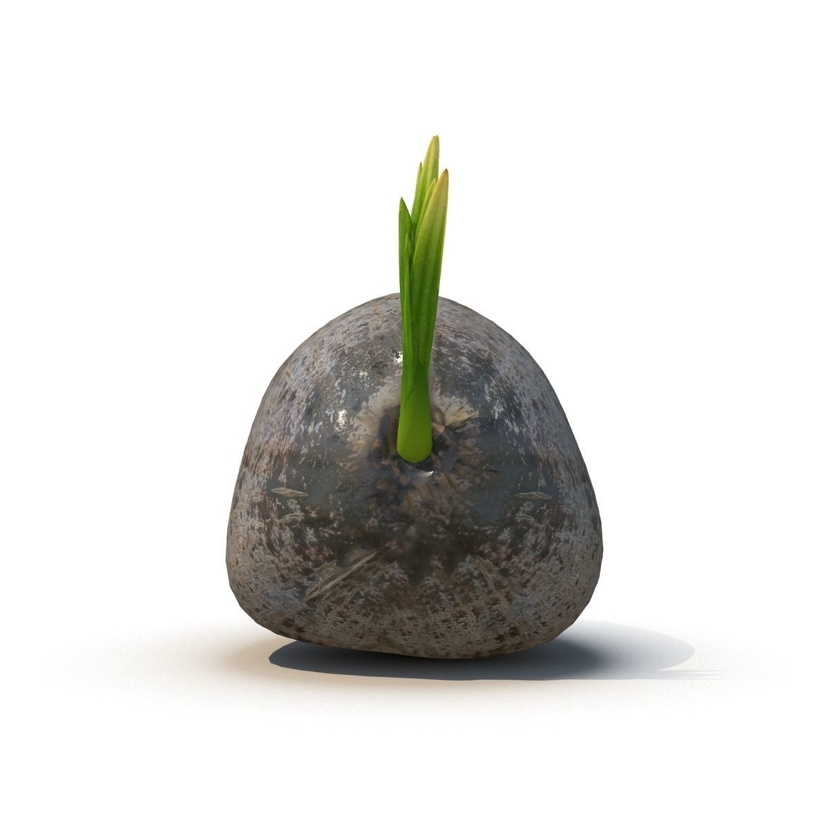 Sprout of coconut  2 3D model_4