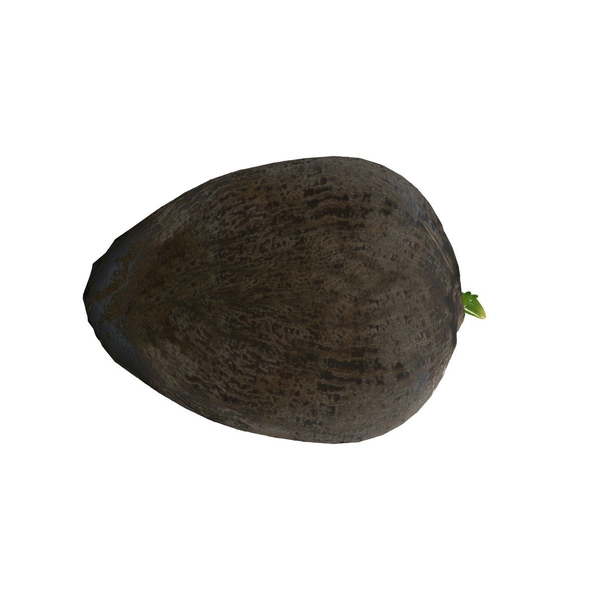 Sprout of coconut  2 3D model_8