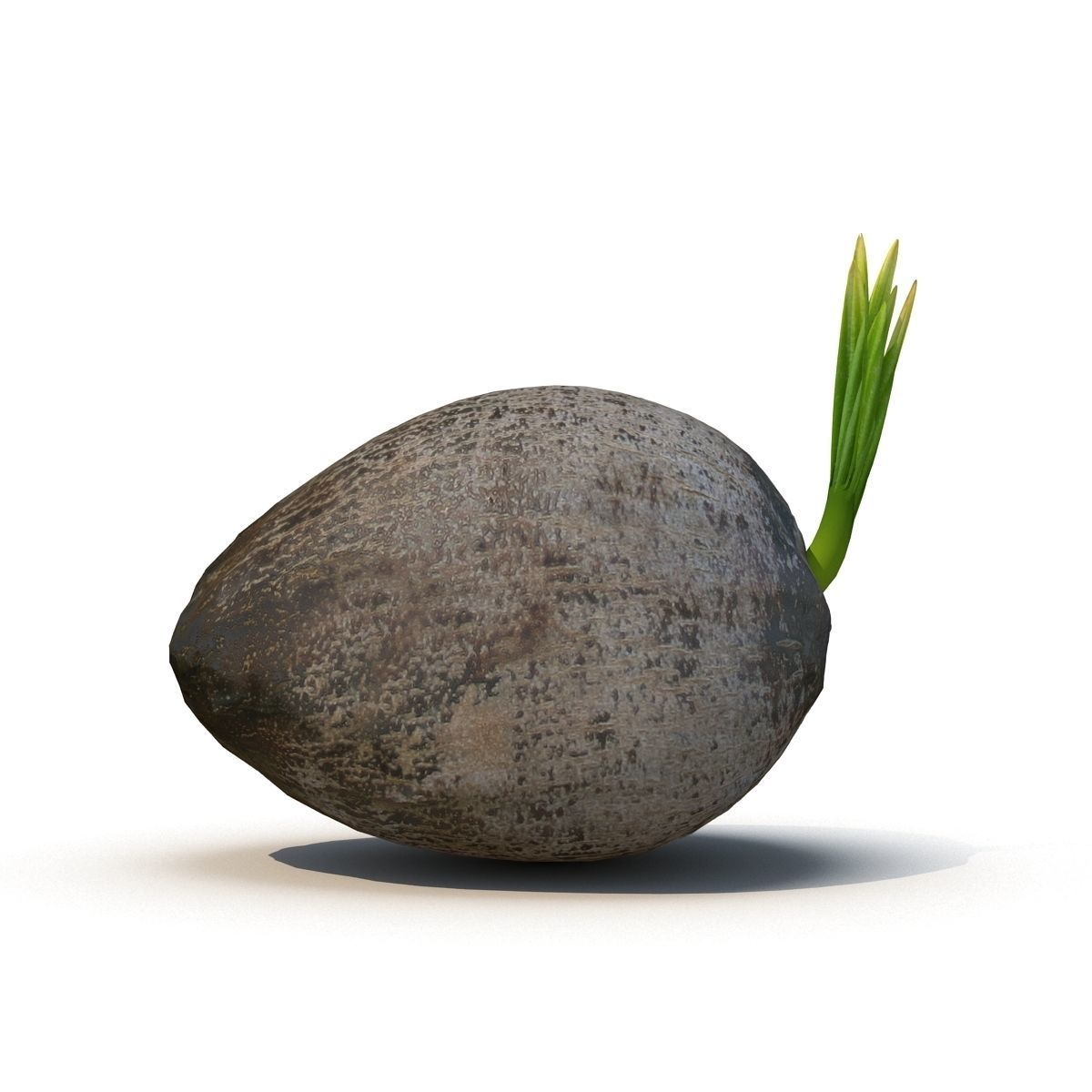 Sprout of coconut  2 3D model_6