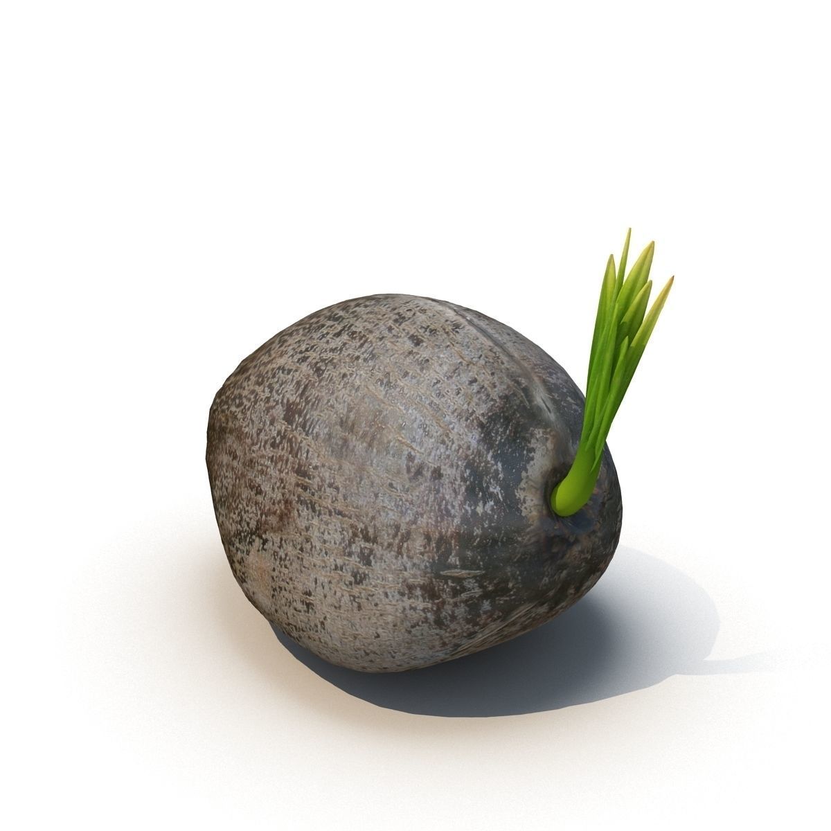 Sprout of coconut  2 3D model_1