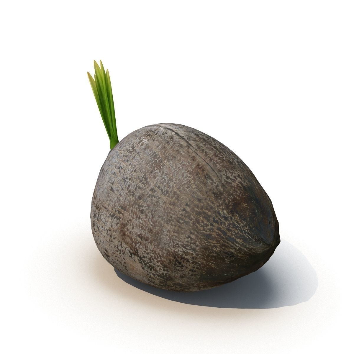 Sprout of coconut  2 3D model_2
