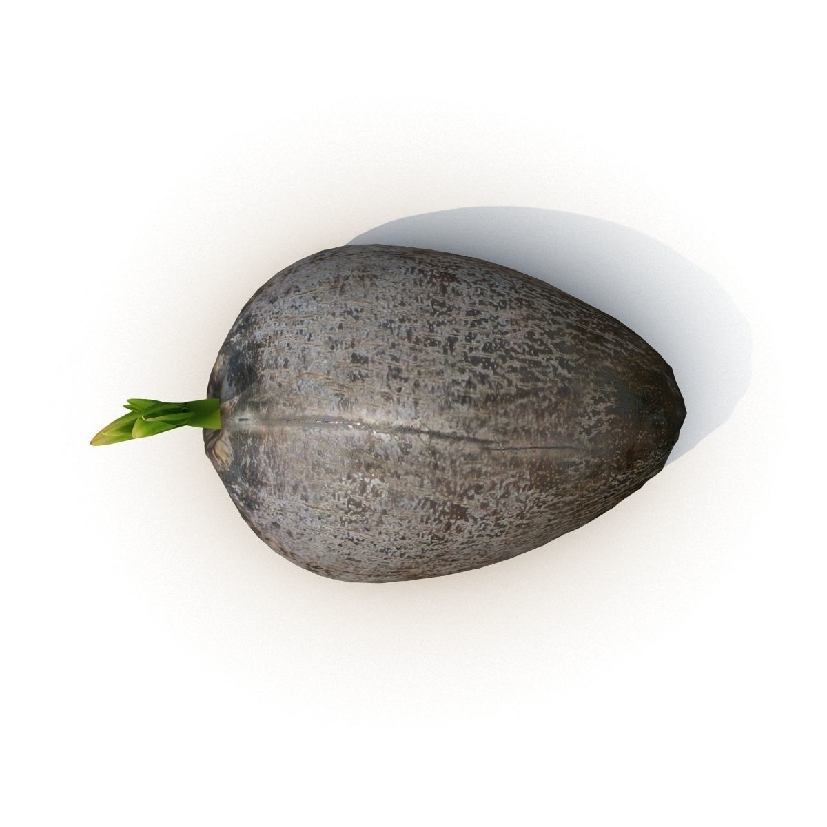Sprout of coconut  2 3D model_7