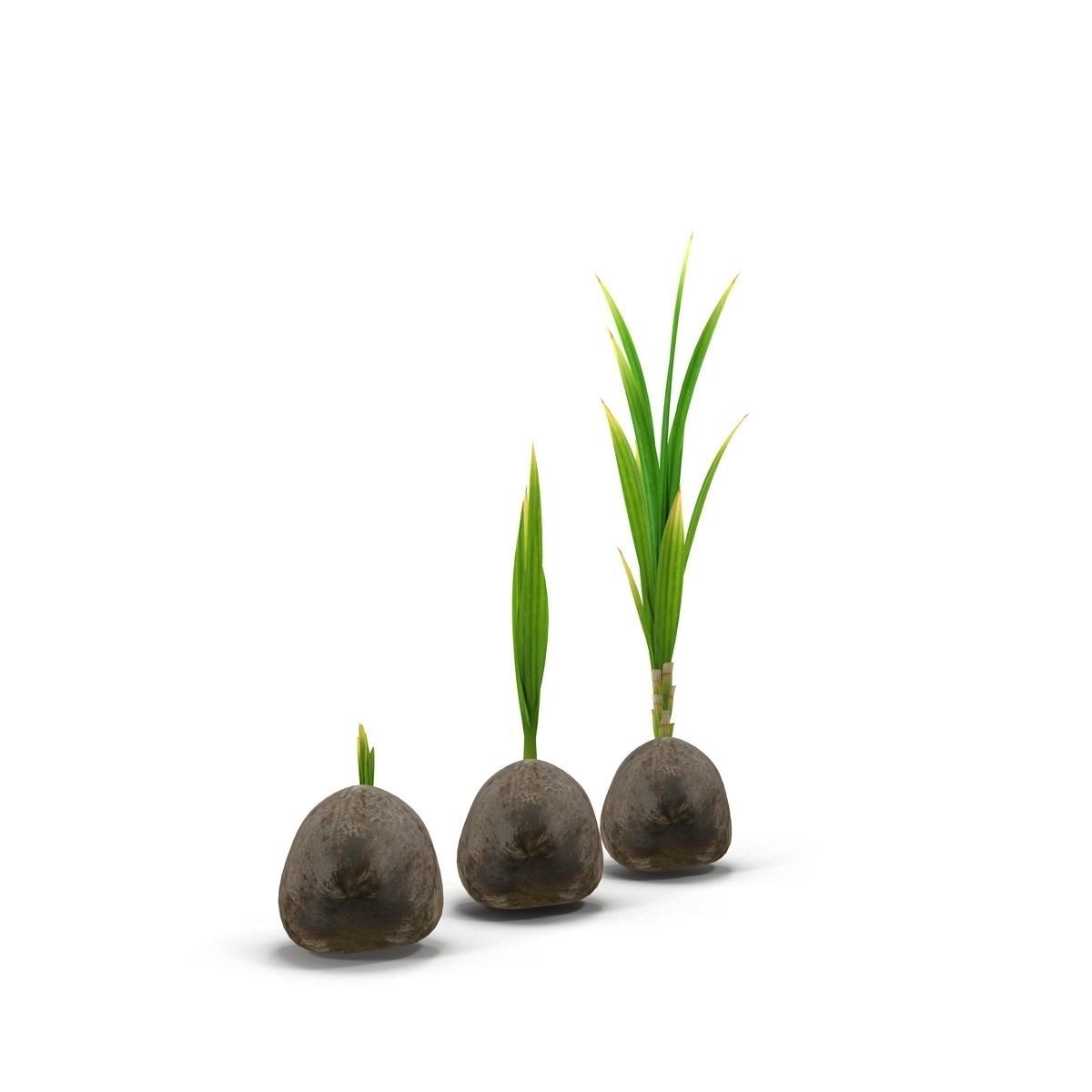 Sprouts of coconuts 3D model_7