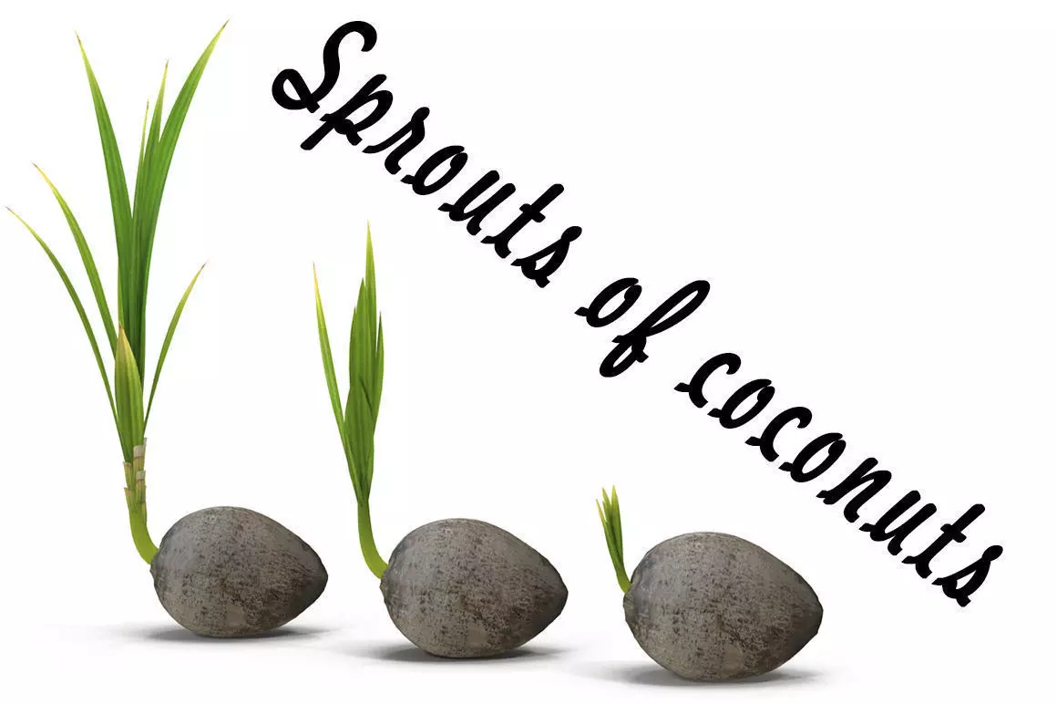 Sprouts of coconuts 3D model_0