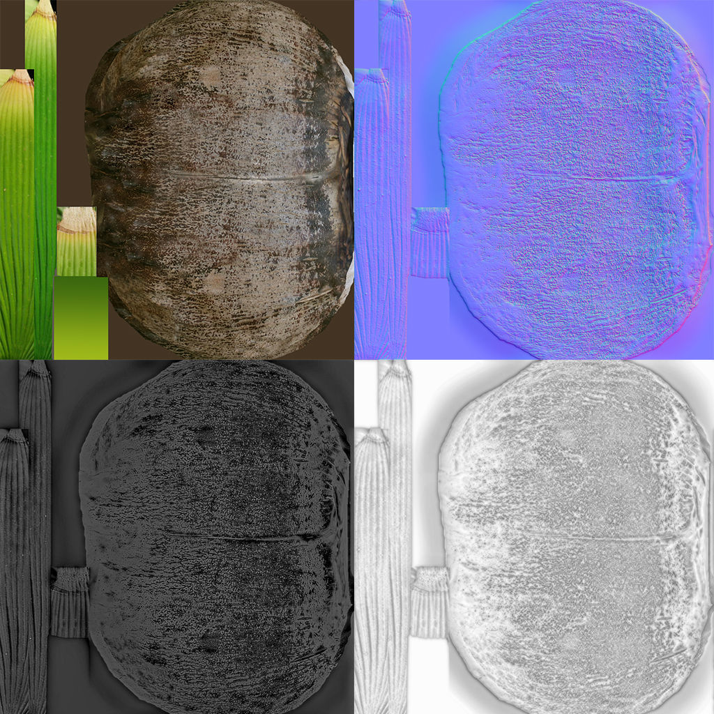 Sprouts of coconuts 3D model_10